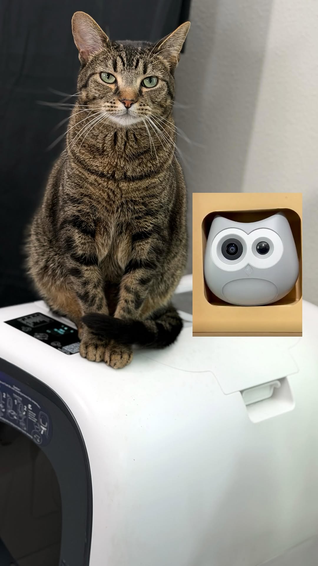 Instagram post by @cat.named.pepper for Siipet. Caption reads: [...] Privacy-first, works with your box

Shop....