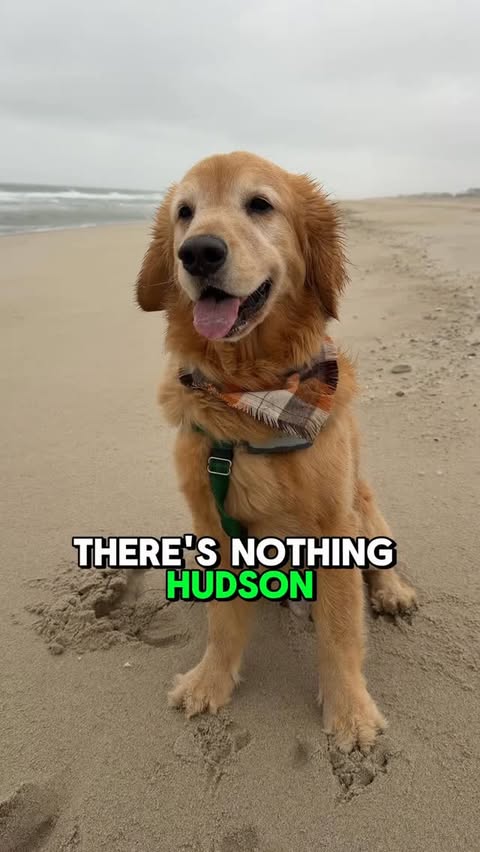 Instagram post by @hudsonbegood for Tractive. Caption reads: Beach days are the best and they’re made better....