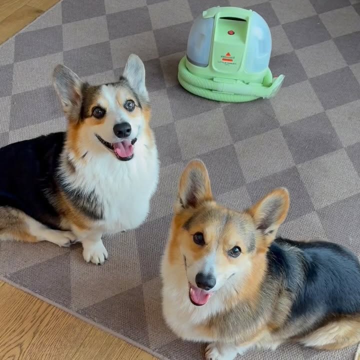Instagram post by @bradythecorgi for Bissell. Caption reads: #ad Brady is always knocking things over...and....