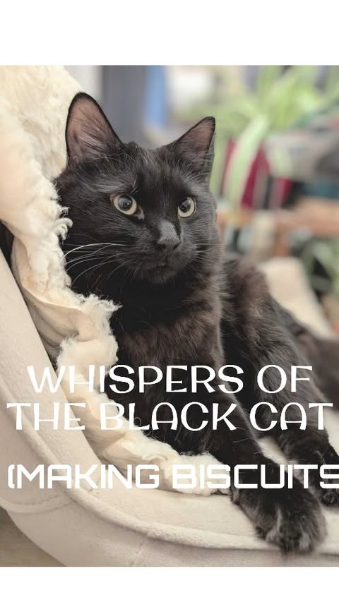 Instagram post by @kirstiandhercats for Scruffs. Caption reads: [...] stable.
I am stationed in my....