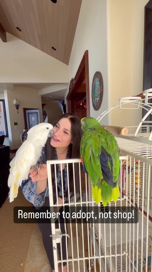 Instagram post by @the_parrot_lady for Amazon Pets. Caption reads: My @amazonpets Storefront is linked in my bio!....