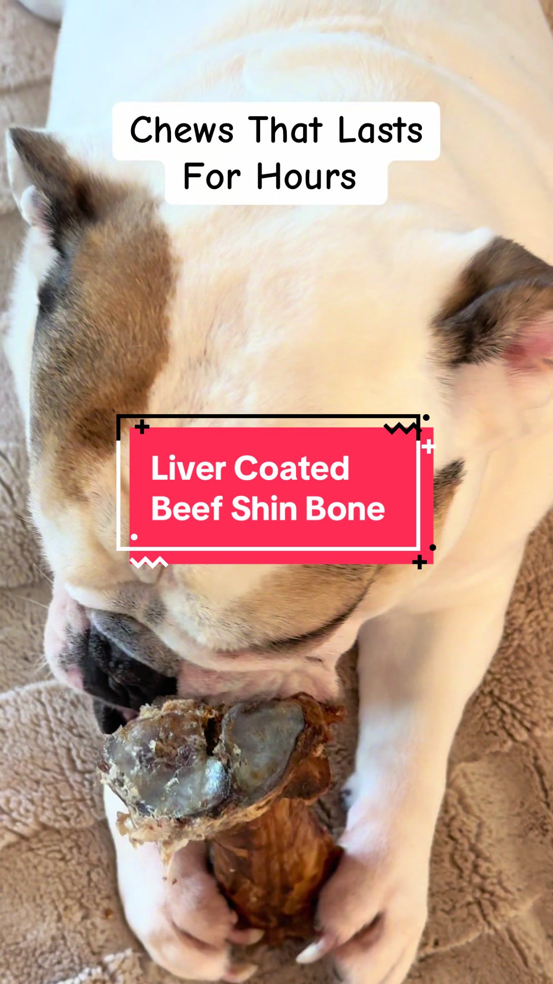 TikTok post by @louiethebulldog1 for PetMD Store. Caption reads: [...] #dogchews #dogenrichment #doglover....