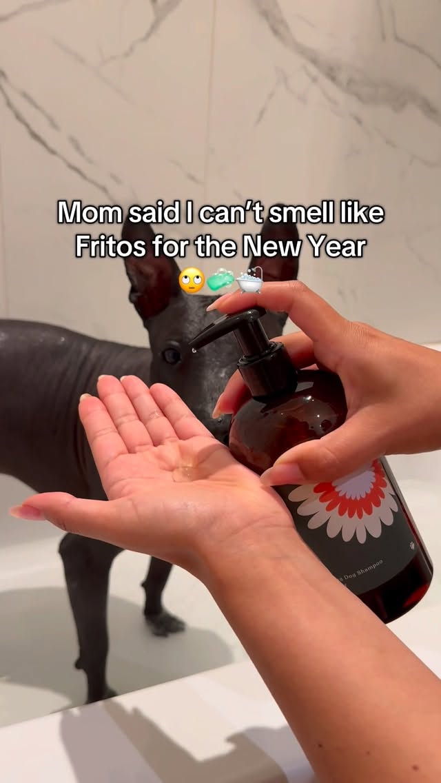 Instagram post by @dantexolo4 for Dandylion. Caption reads: Fresh paws, fresh year 🐾✨ @dandylionworld No more....