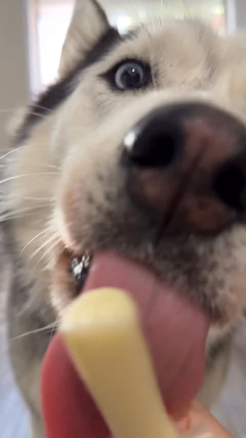 Instagram post by @myboymarble for Sundays for Dogs. Caption reads: Marble is thankful 🙏🧀

For all his frens....