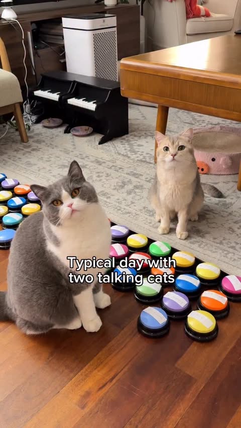 Instagram post by @louieandtodd for Eufy. Caption reads: There’s never a dull moment in our household with....