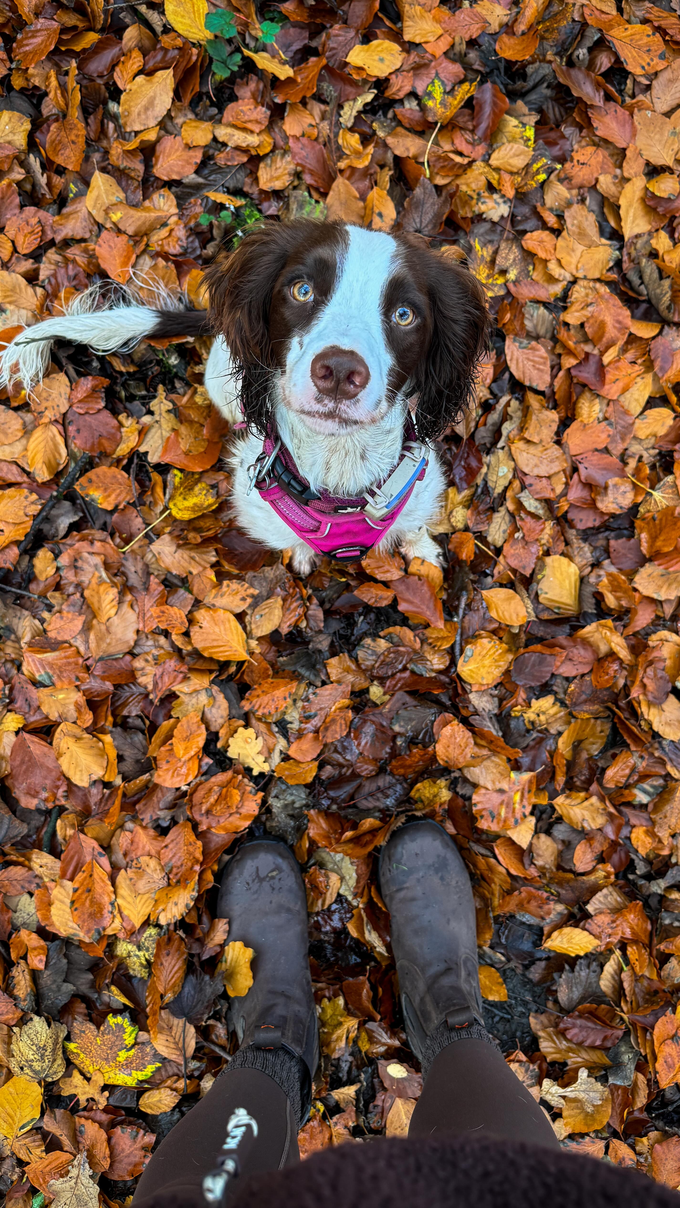 Instagram post by @beckyandthespaniels for Tractive. Caption reads: We’ve been using our @tractive smart dog trackers....