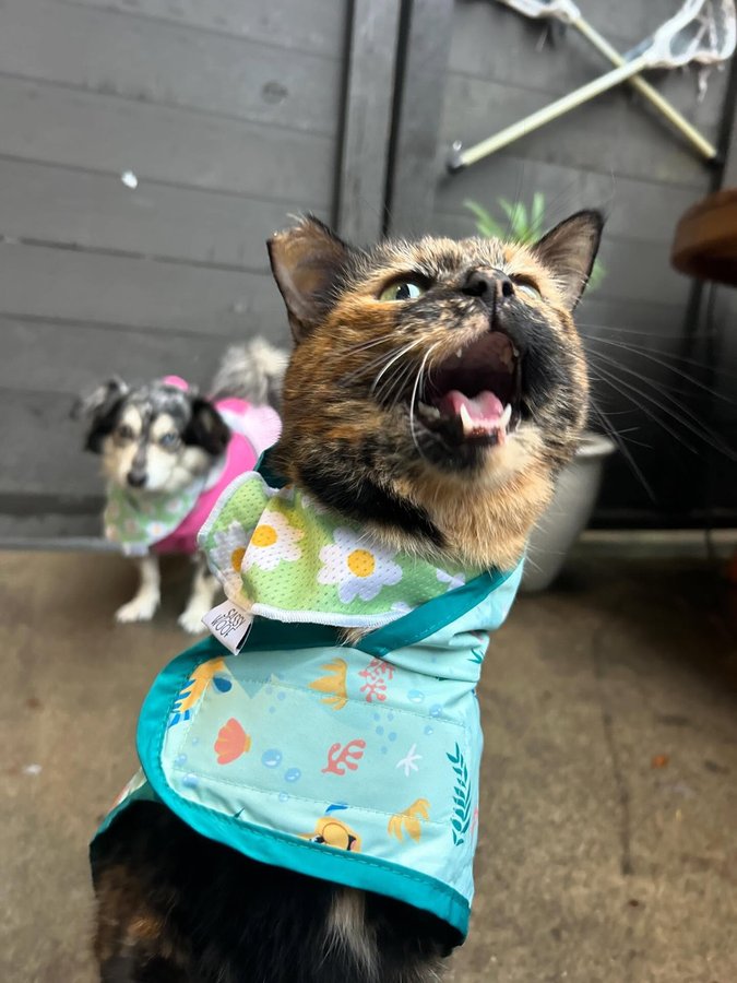 Instagram post by @screamy_beany for Sassy Woof. Caption reads: [...] raincoat by @chewy 
•Daisy bandanas by....