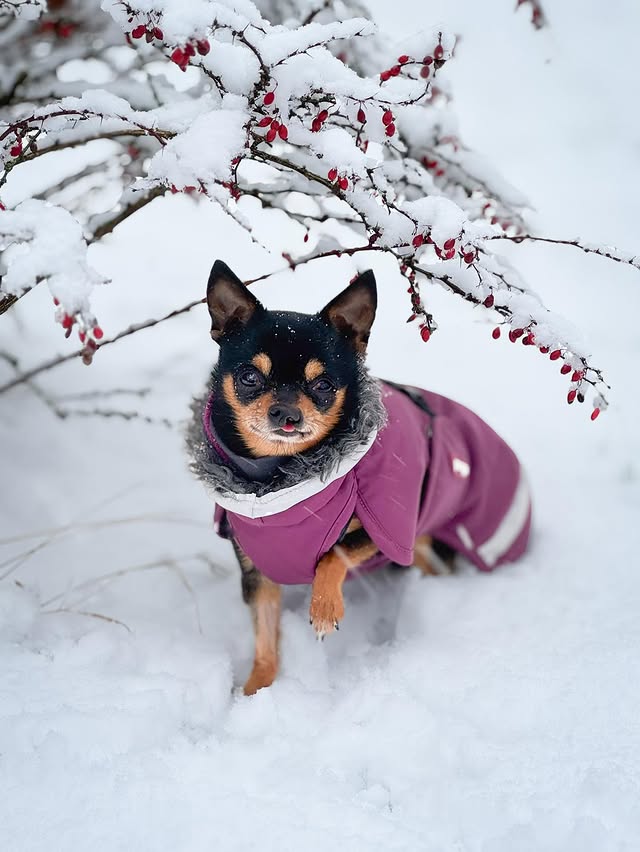 Instagram post by @unpawfect.dogs for Pomppa Dogwear. Caption reads: (Anzeige)
Winterspaziergang in voller Montur....