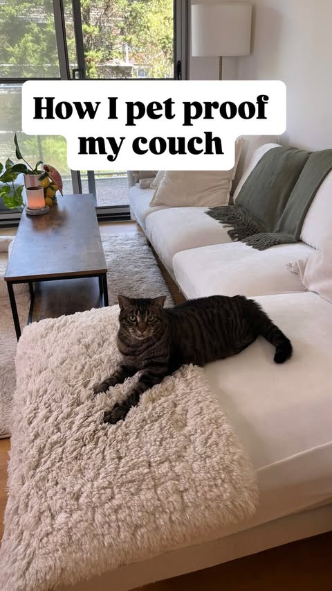 Instagram post by @droliviaclarke for Nolan Interior. Caption reads: Pets have always been family to me and that means....