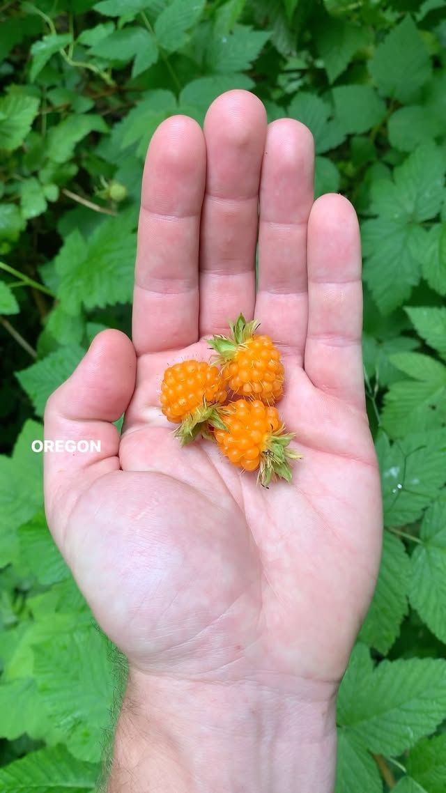 Instagram post by @woodlandcravings for Travel Oregon. Caption reads: [...] am SO EXCITED to be partnering with Travel....