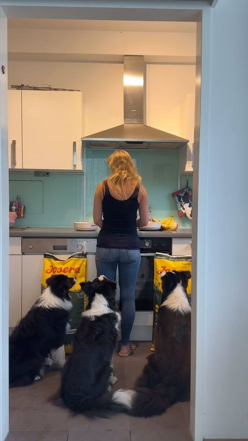 Instagram post by @thebordergirls for Josera Petfood. Caption reads: [...] less for my dogs. That’s why I trust....
