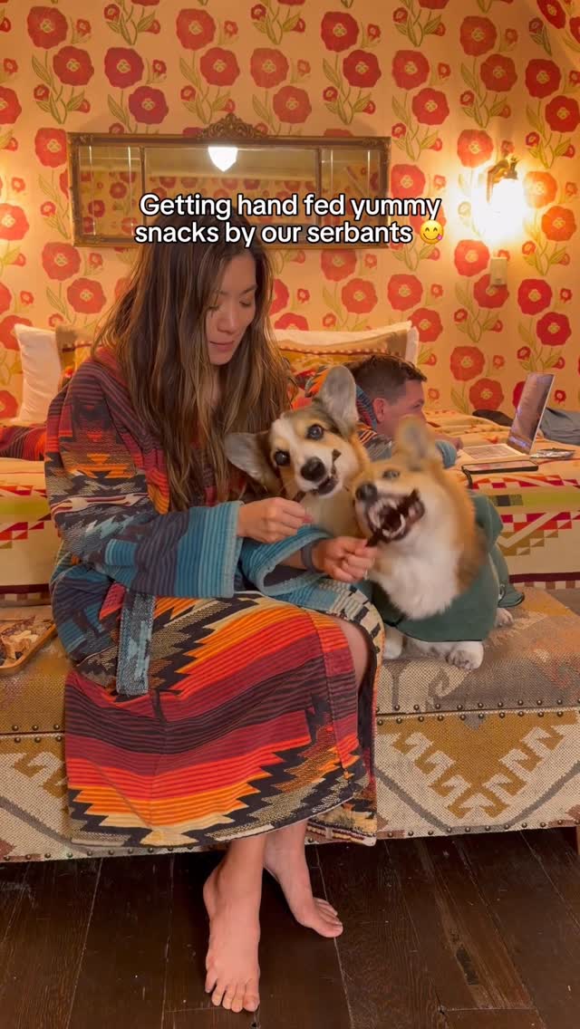 Instagram post by @bradythecorgi for HotelTonight. Caption reads: #ad Snacks, snuggles, and zero planning stress =....