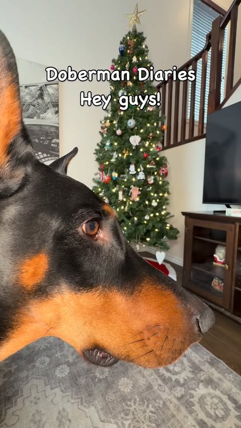 Instagram post by @arlo.dobermann for Cheerble. Caption reads: [...] decides it’s actually HIS 🎁🤣 🎄 Cheerble....