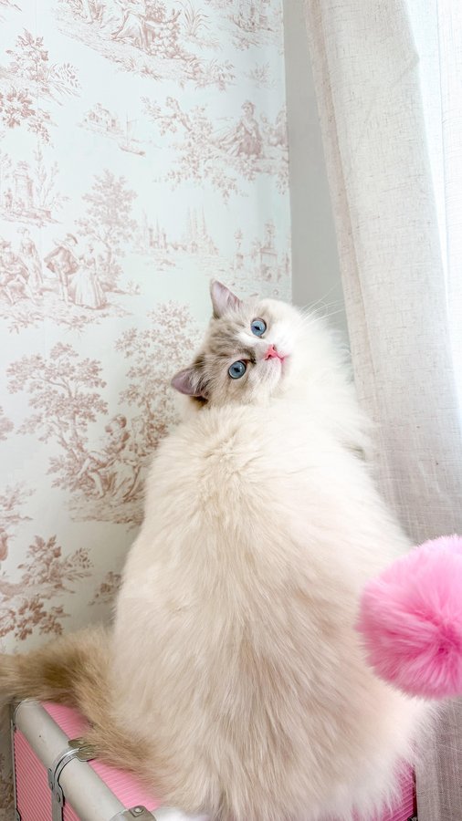 Instagram post by @thelaurennorris for Fancy Feast. Caption reads: #AD One pack, two perfect plates🐾💖 Fancy Feast....