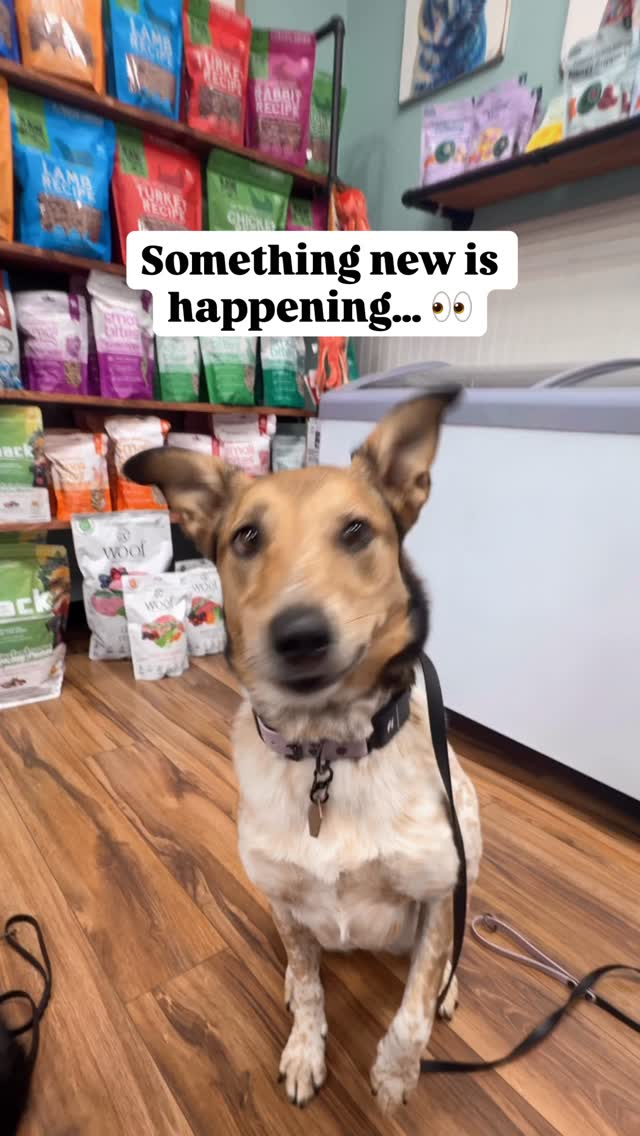 Instagram post by an influencer for Lonestar Pet Treats LLC. Caption reads: I’ve been rotating Tucker’s Raw Food into my dogs’....