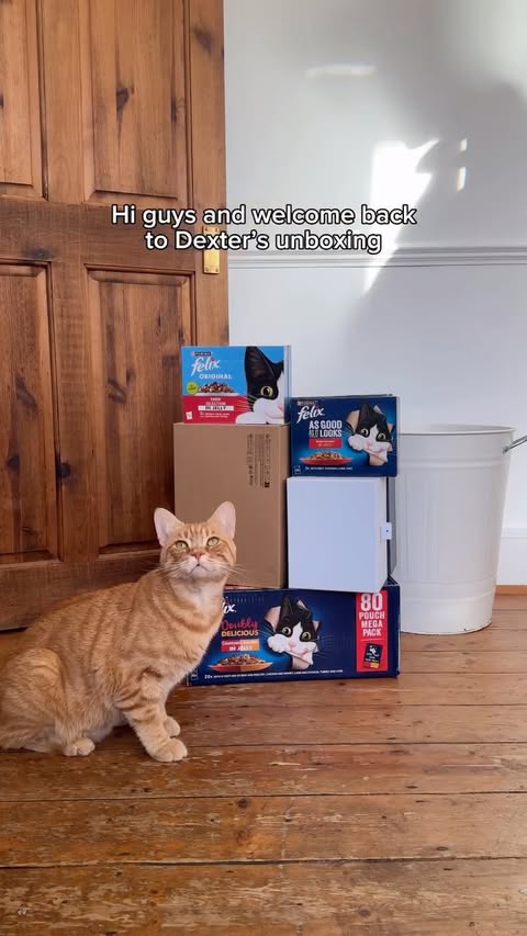 Instagram post by @dextheorangecat for Purina. Caption reads: AD | If we end up with any more @purinauki....