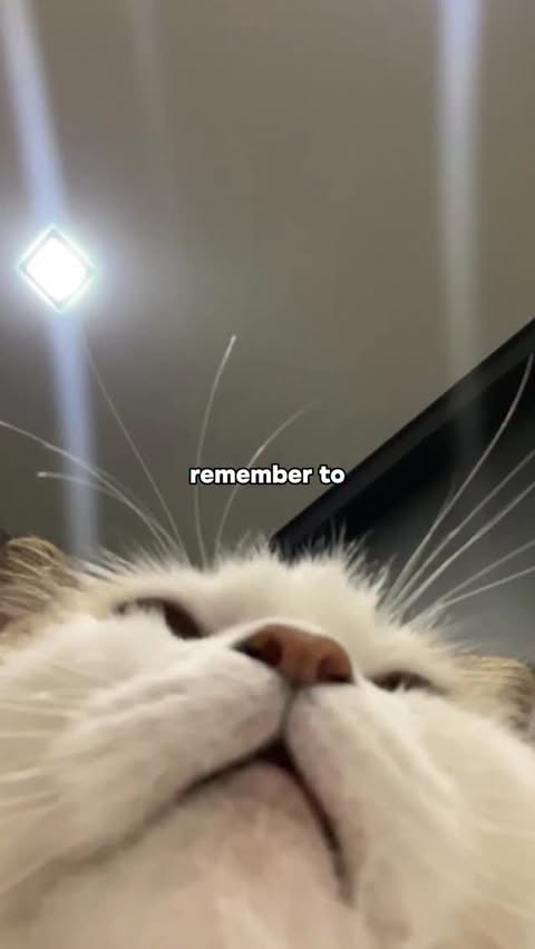 Instagram post by @tutiandyuki for Cheerble. Caption reads: hey listen, self care is important. for cats too!....