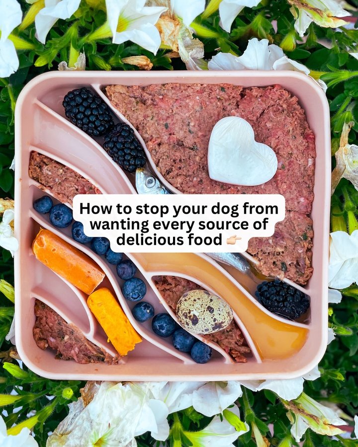 Instagram post by @bindisbucketlist for Dogged. Caption reads: Sick of your dog wanting every morsel of delicious....