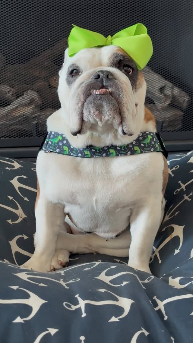 Instagram post by @romeotheladykiller for Bullhug. Caption reads: [...] these new dinosaur 🦖 print harnesses....