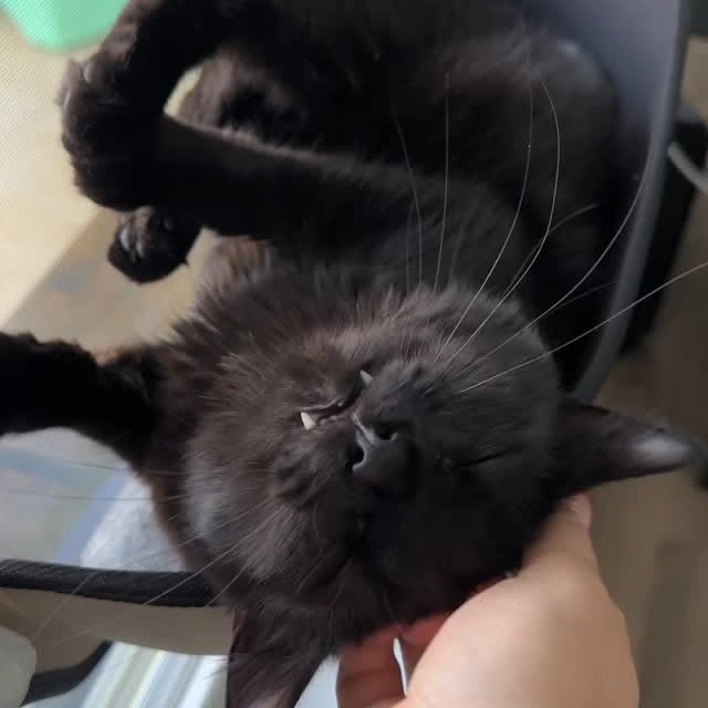 Instagram post by @herhouseofcats for K&H Pet Products. Caption reads: Does your cat like to talk to the birdies? |....