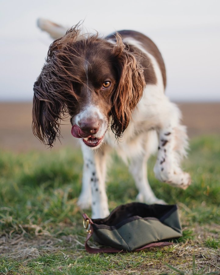 Instagram post by @jinky_springerspaniel for Ruff and Tumble. Caption reads: [...] Our foldable travel bowl from....