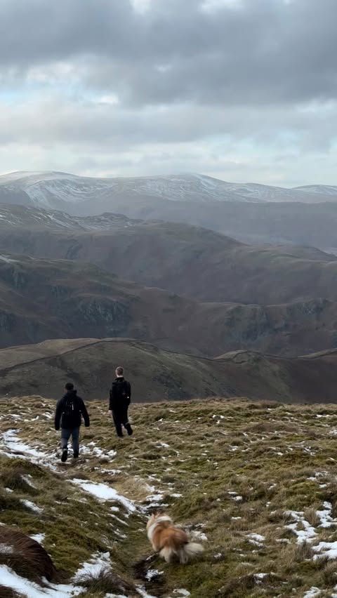 Instagram post by @londonsheltiecallie for Forthglade. Caption reads: AD over the last couple of weeks, we’ve had time....
