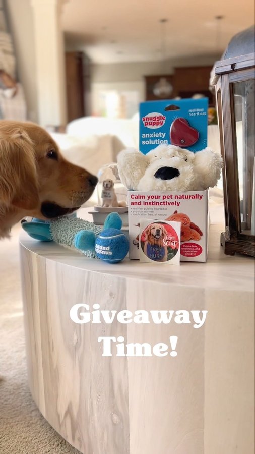 Instagram post by @scoutgoldenretriever for Snuggle Puppy. Caption reads: [...] by hosting a giveaway with....