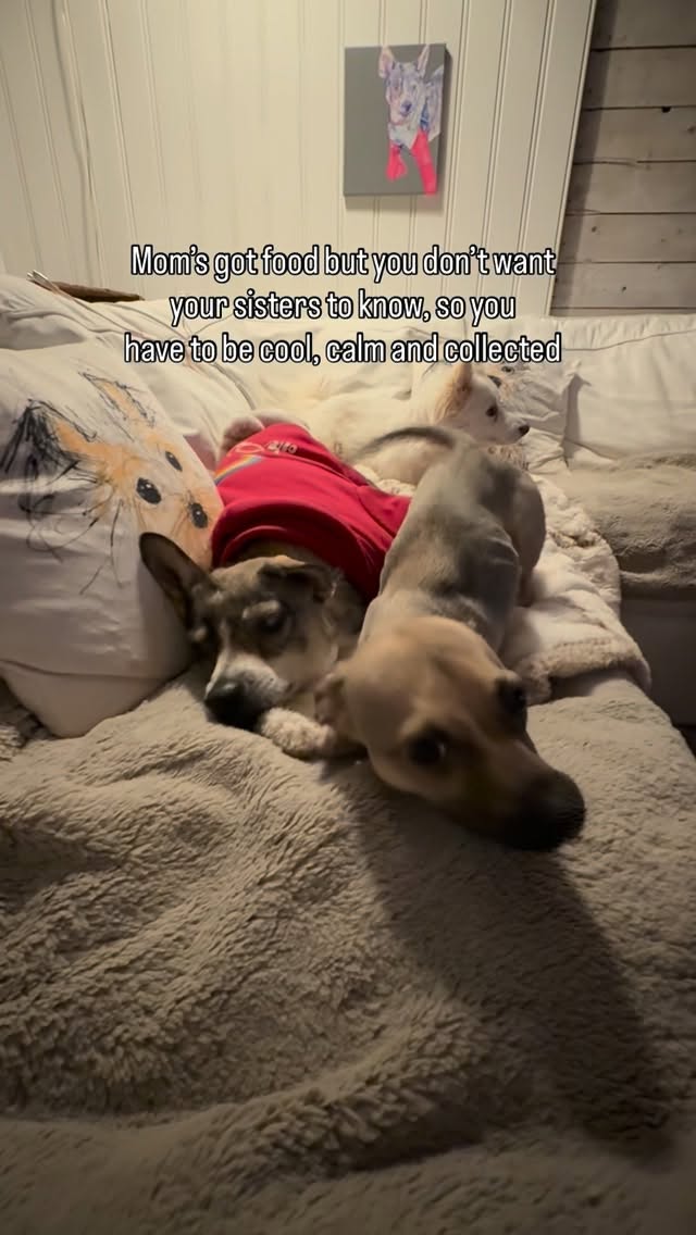 Instagram post by @amira.amiracle for WeRateDogs. Caption reads: Wyatt tip toeing on his nubs, gets me....