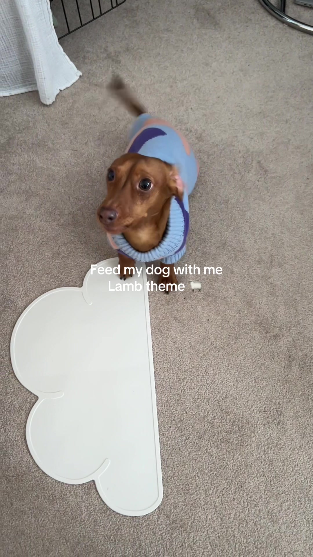 TikTok post by @slinktheween for Pupford. Caption reads: [...] @Crumps Naturals lamb lung blueberries....