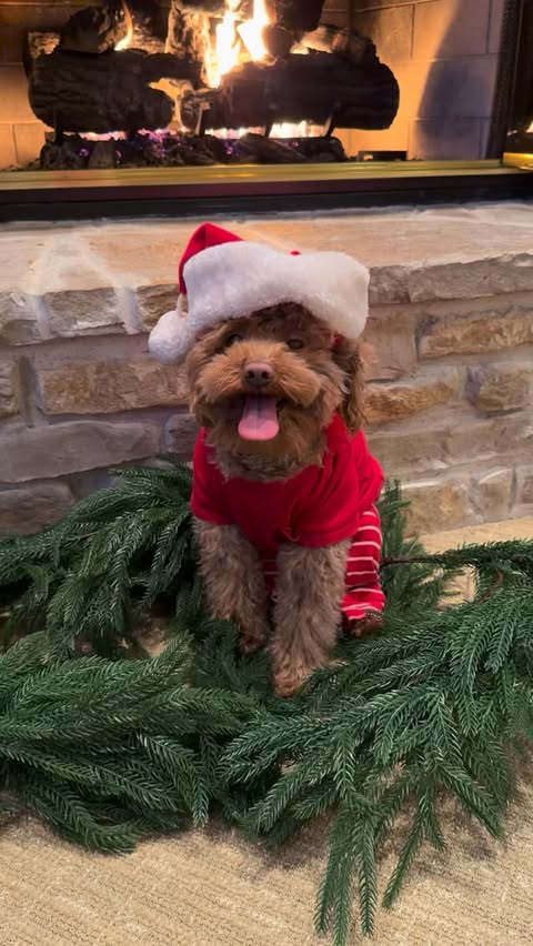 Instagram post by @winstontheminiaturedood for Wellness Pet Food. Caption reads: #ad The best give you can give to your dog this....