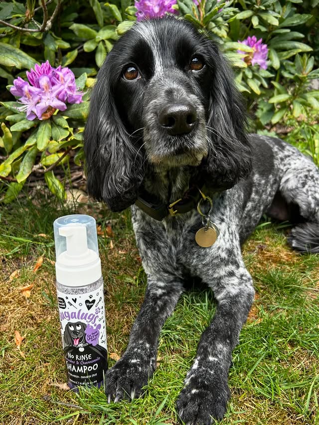 Instagram post by @dollythehearingdog for Bugalugs Pet Care. Caption reads: [...] Bugalugs Brand Ambassador Ad/gifted....