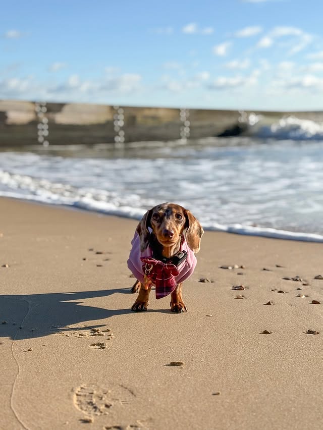 Instagram post by @margotdapple for Cocopup London. Caption reads: a tiny girl on big adventures 🌊

love seeing....