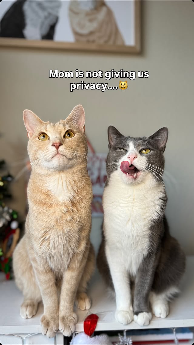 Instagram post by @whiskeyandstormy for Siipet. Caption reads: [...] my top priority🐈🐈‍⬛ That’s why we use....