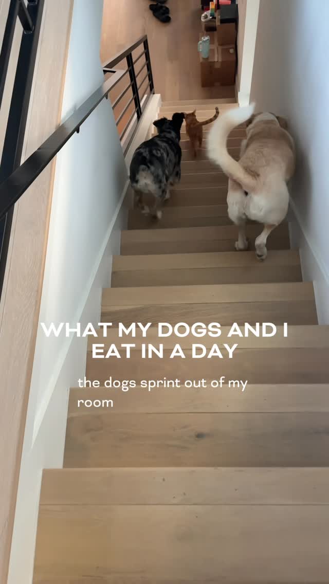 Instagram post by @catherine.lockhart for Ollie. Caption reads: Everything my dogs and I eat in a day to feel....