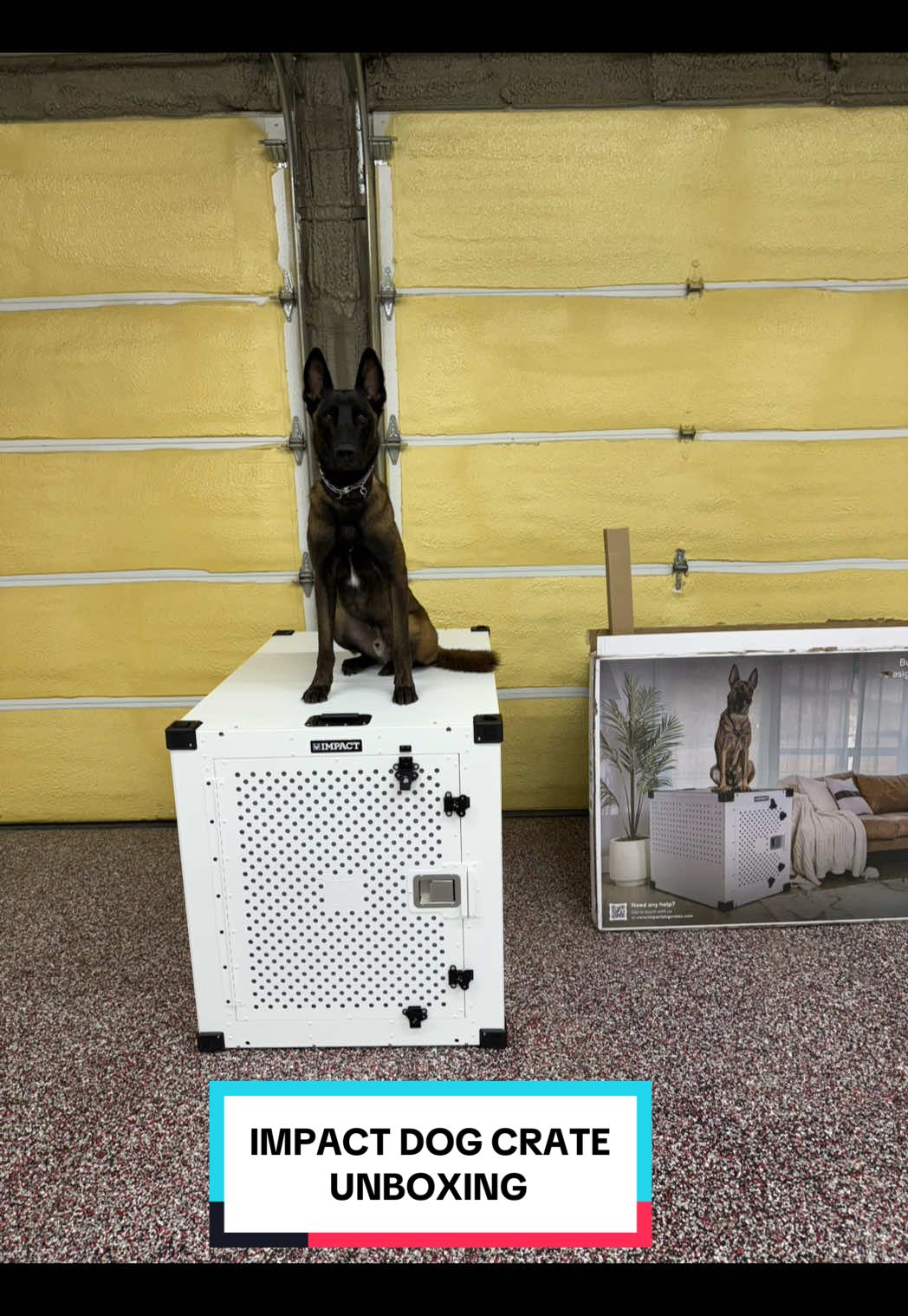 TikTok post by @theveterandogtrainer for Impact Dog Crates. Caption reads: [...] put together our new High Anxiety @Impact....