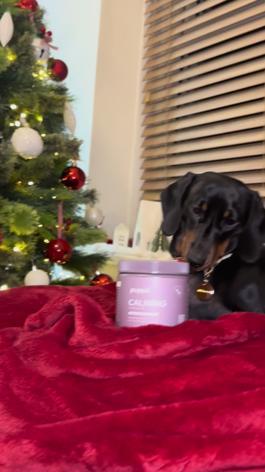 TikTok post by @mapleandmaggie1 for Pupps. Caption reads: [...] little anxious pup❤️  Thank you so much....