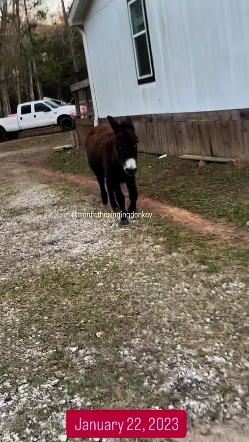 Instagram post by @montethesingingdonkey for Wyze. Caption reads: The behind the scenes from the previous @wyze....
