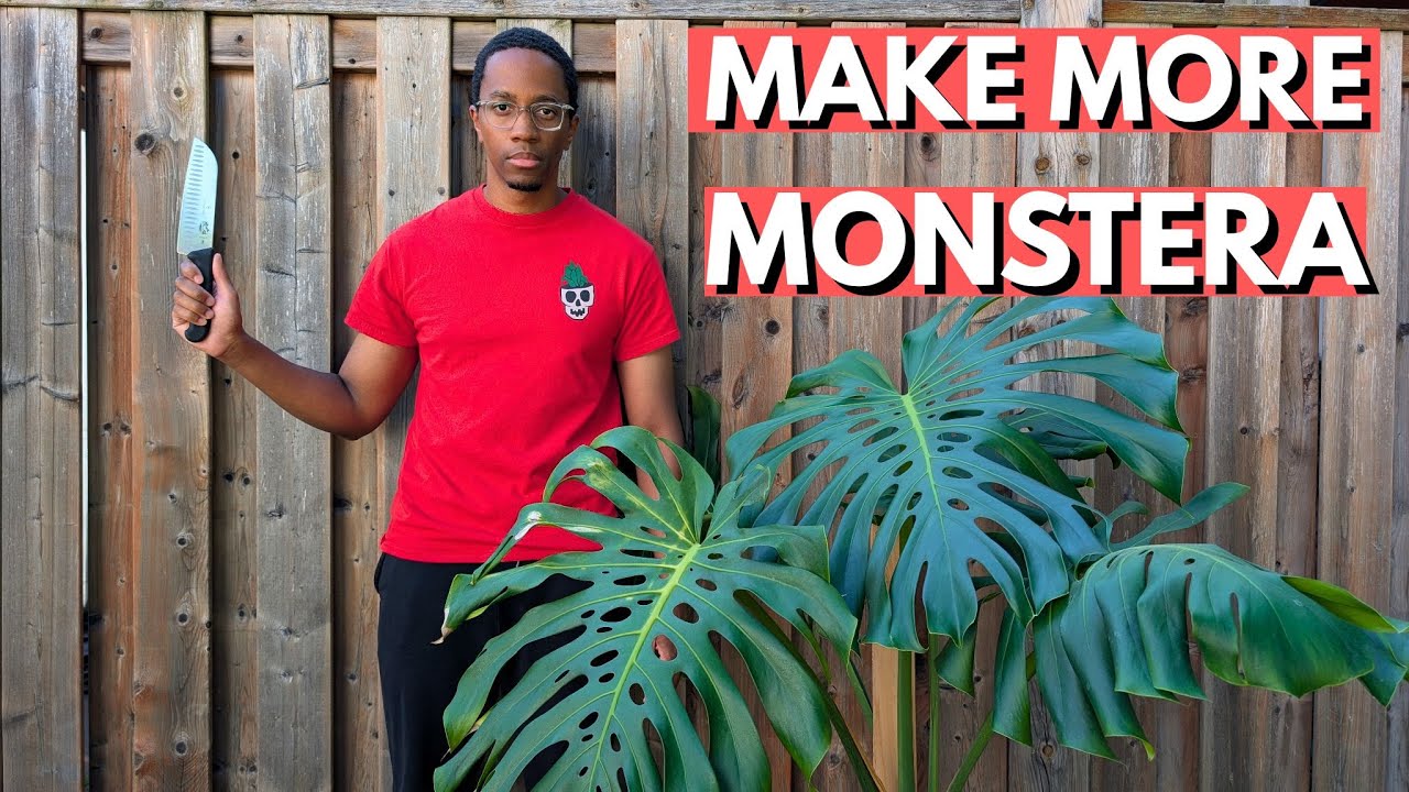 YouTube post by @KillThisPlant for Soltech. Caption reads: How to water propagate a Monstera Deliciosa.