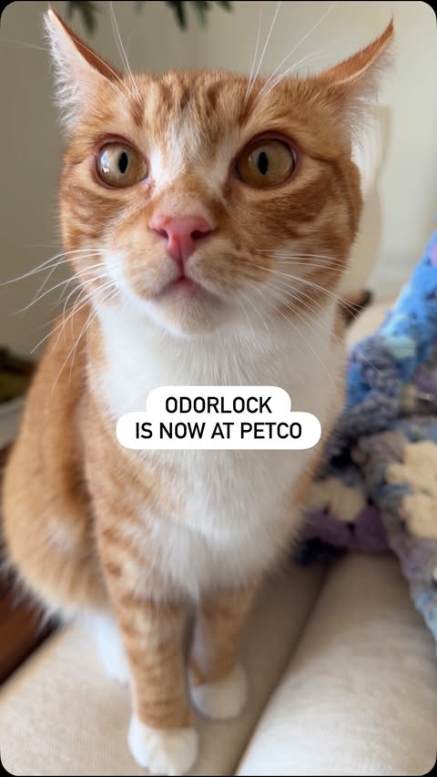 Instagram post by @itsmariahmeow for Petco. Caption reads: [...] and we’re so excited it’s available at....