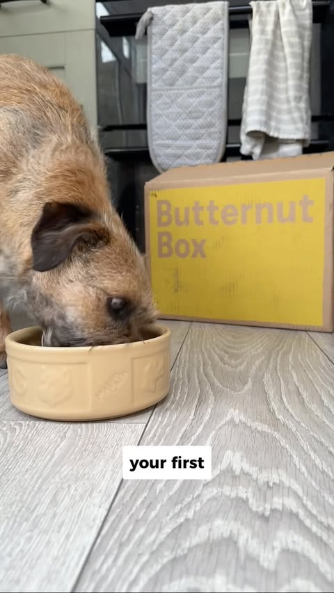 Instagram post by @heyitsvashti for Butternut Box. Caption reads: [...] currently 25% off your first two....