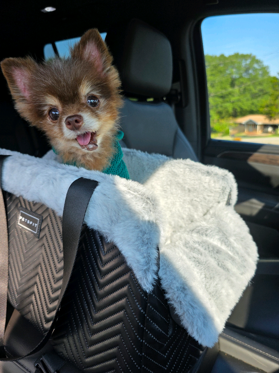 TikTok post by @nomadictailsgrooming for Petsfit. Caption reads: Miss. Mei Mei got this adorable car seat carrier....