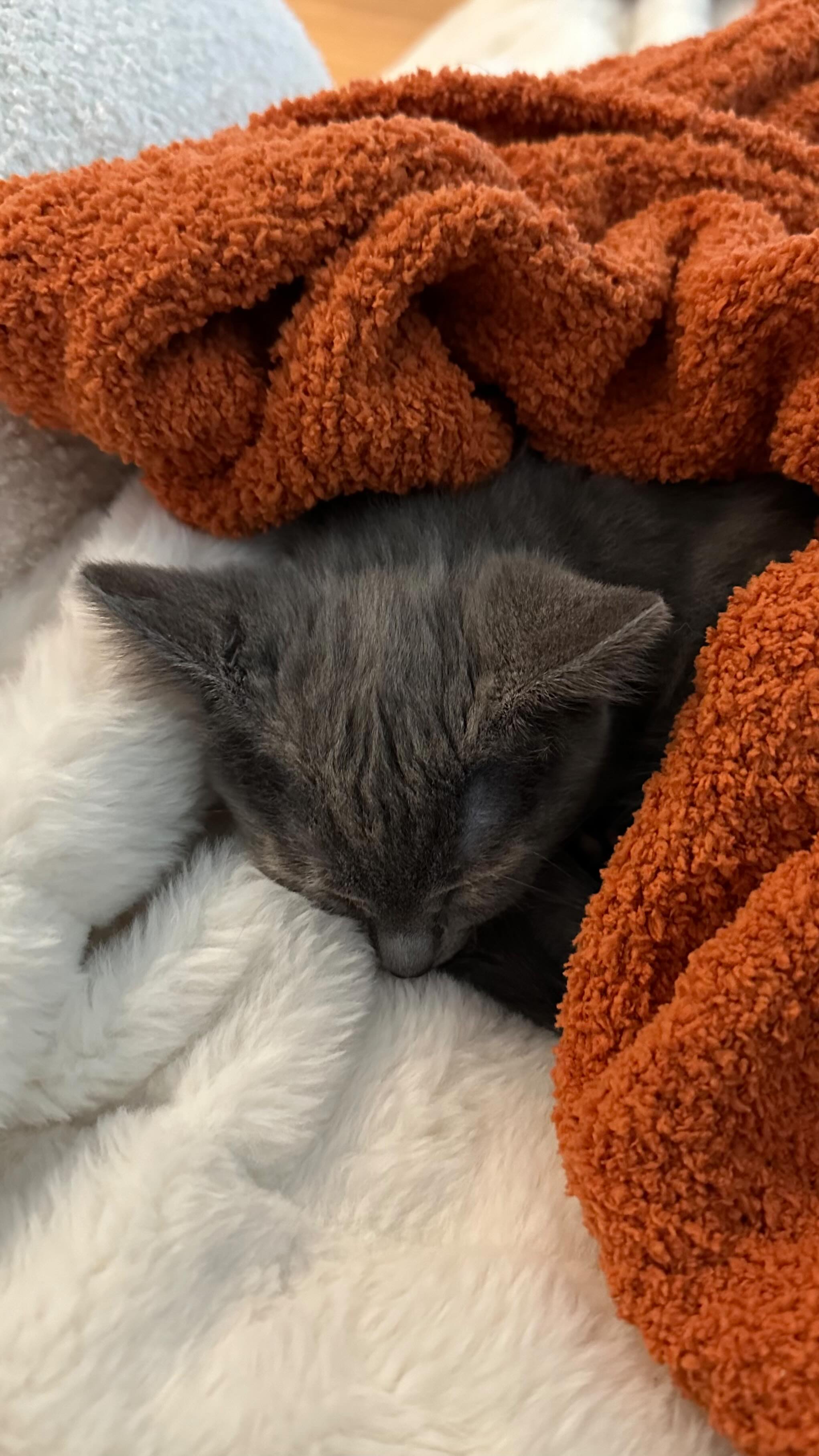 Instagram post by @xsophiaaa for Primal Pet Foods. Caption reads: Matcha’s mealtime glow-up ✨ She’s obsessed with....