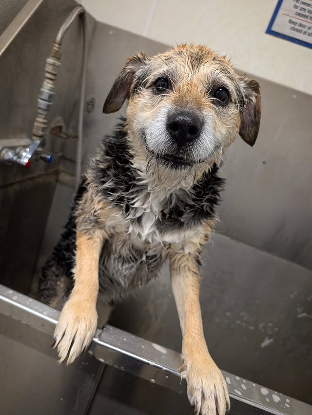 Instagram post by @heaven_is_a_dog for Tractor Supply. Caption reads: Well friends, it's been nice knowing you but I....