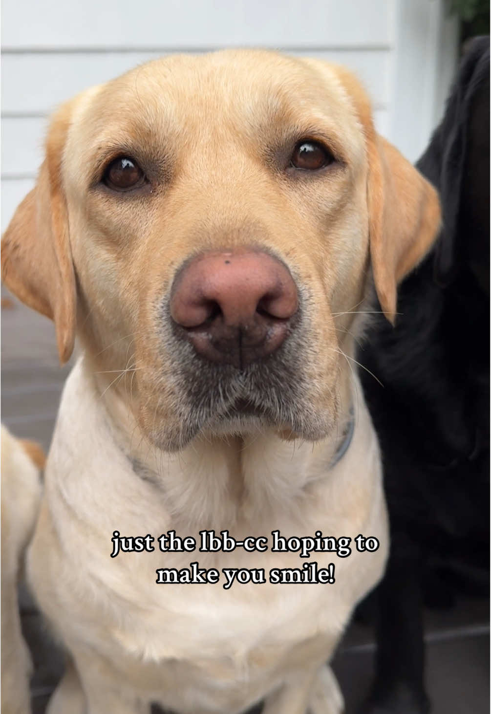 TikTok post by @lolableubailey for Purina. Caption reads: 🤎🖤💛-💛🖤@PURINA #dogs #fyp #pets #fypシ....