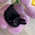 Instagram post by @molecule.the.cat for KBSPETS. Caption reads: [...] at least 30 mins ✋🏼 thank you so much....