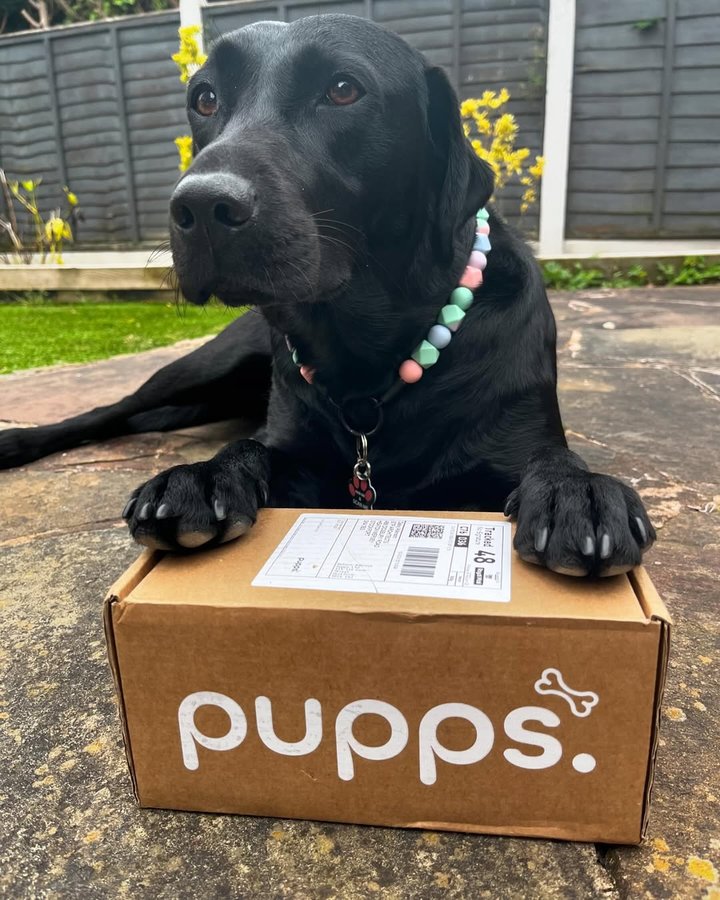 Instagram post by @labrador_daisy_2023 for Pupps. Caption reads: [...] what has arrived!! It’s da delivery from....