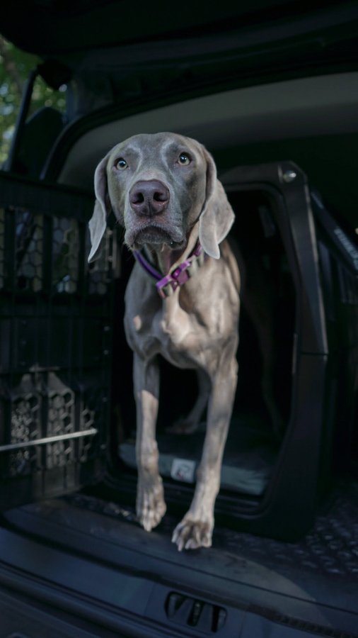 Instagram post by @weim_crime.sisters for Gunner. Caption reads: [...] to say that Jade now officially has a....