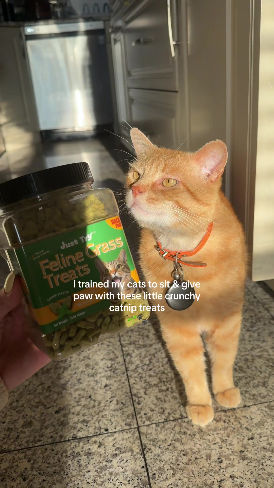 TikTok post by @mylilscottishfold for Just Try Pet US. Caption reads: [...] to sit and stuff it’s great✨🙂‍↕️ @Just Try....