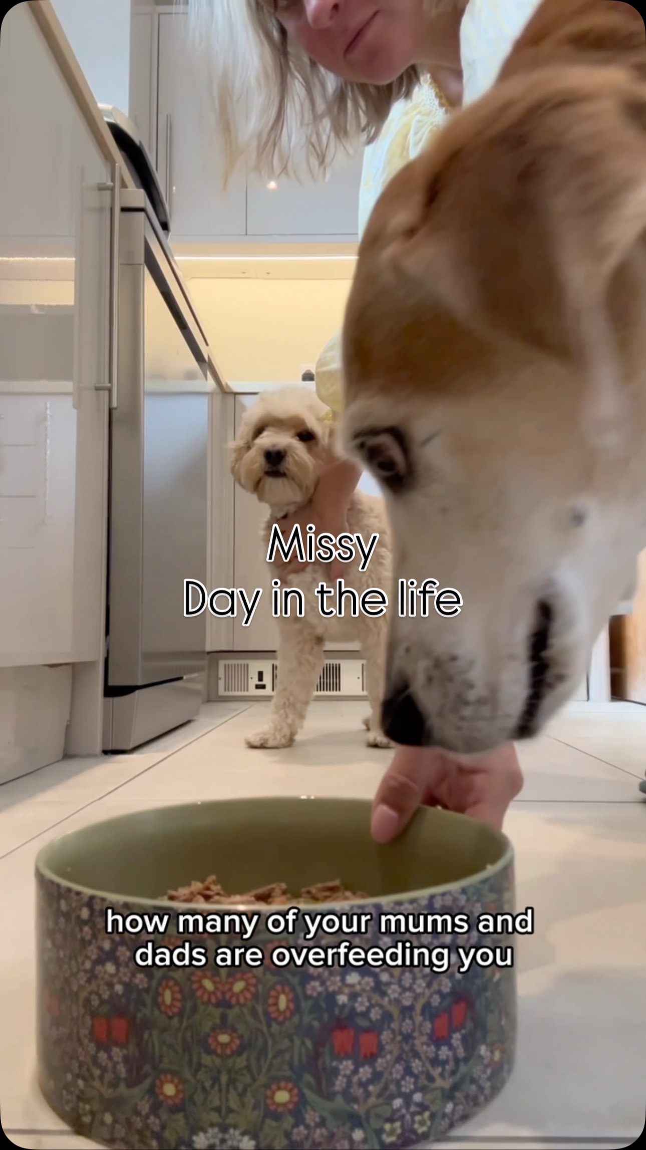 Instagram post by @mummysflippinhouse for Butternut Box. Caption reads: AD - Day in the life of Missy fuelled by....