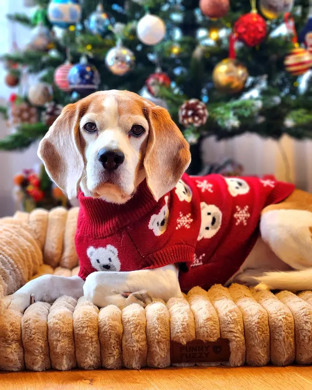 Instagram post by @toby_beagle_king for Spark Paws. Caption reads: Merry Christmas, my beautiful friends!....